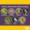 Lyric Lyric Finch Canary Grass Seed Wild Bird Food 5 lb 26-47404 - alternate 5